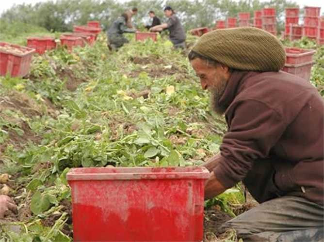 Khoai tây La Bonnotte đắt đỏ được bón bằng tảo và rong biển để cung cấp vị mặn và mùi đất đăc trưng.