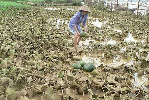 Quảng Nam, lũ bất thường, nông dân, mất trắng, mưa vàng, điêu đứng