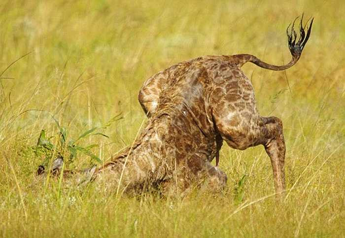 Nó bắt đầu những bước đi đầu tiên trong đời, dù khó khăn nhưng mọi thứ sẽ trở nên dễ dàng hơn sau vài lần ngã