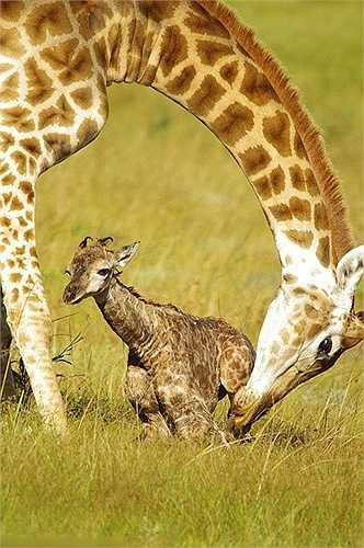 Hươu mẹ che chở cho hươu con trong những giây phút đầu đời, sau đó hươu con sẽ bú sữa mẹ