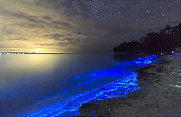 Một cảnh tượng ngoạn mục khi về đêm không thể không nhắc đến tảo huỳnh quang phát sáng bên vịnh Jervis (Australia) tạo nên khung cảnh huyền ảo như trong phim Avatar