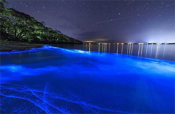 Nguyên nhân khiến bãi biển này có màu xanh là do loại tảo phát sáng