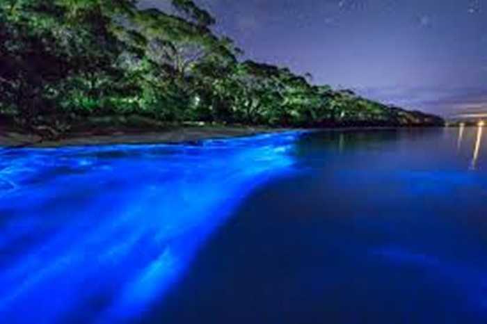 Màu xanh huỳnh quang ấn tượng do loài tảo đặc biệt phát ra