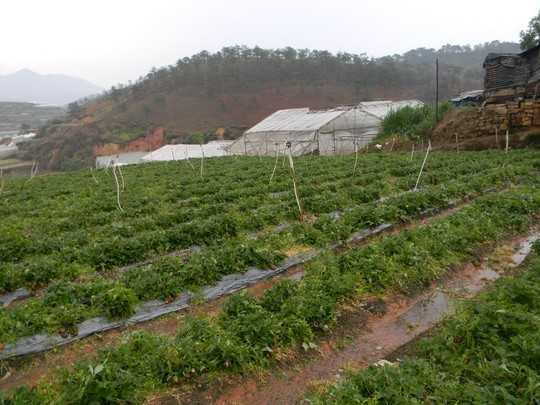 Mưa đá, lốc xoáy kinh hoàng tàn phá Đà Lạt