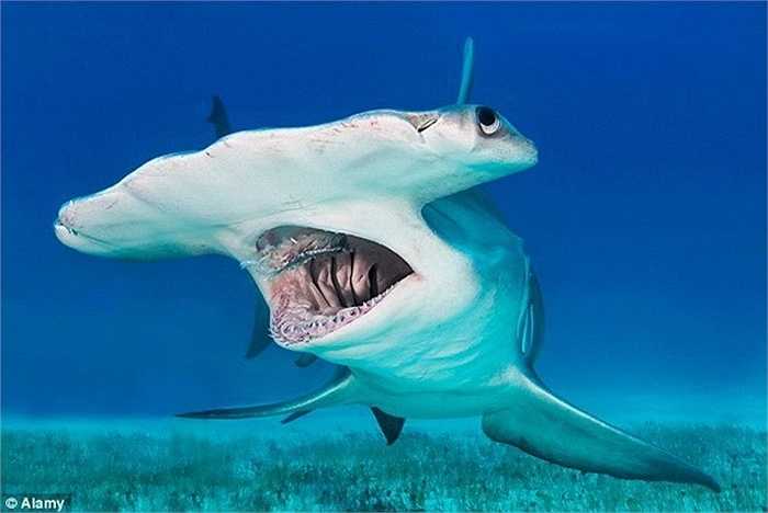 Con cá mập đầu búa tỏ ra vô cùng hung hãn