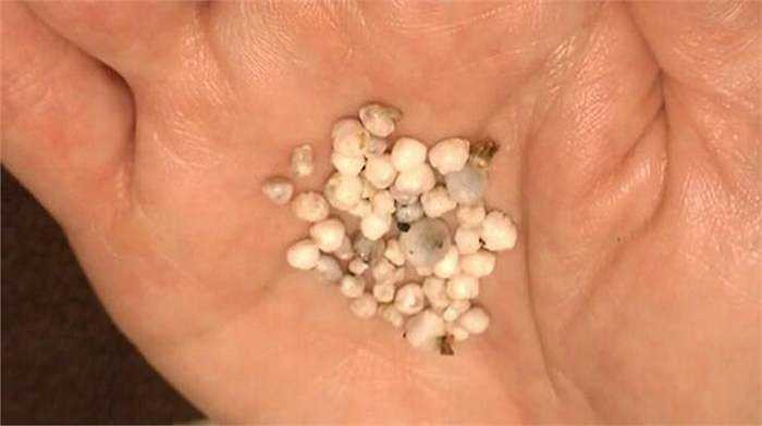 Đến nay, số ngọc trai này vẫn chưa rõ giá trị bao nhiêu nhưng số viên ngọc trai nhỏ có thể lên đến 50