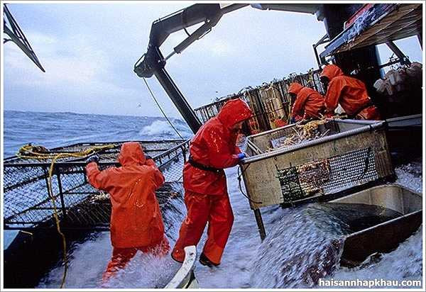 Ngư dân đánh bắt cua: Công việc này nguy hiểm gấp 26 lần công việc bình thường. Trong năm 2007, 126 ngư dân đánh bắt cua ở Alaska bị chết. 80% nguyên nhân do hạ thân nhiệt hoặc bị rơi khỏi tàu và chết đuối. 