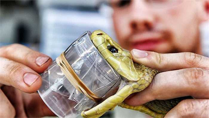 Công việc lấy nọc rắn rất nguy hiểm nhưng lại hoàn toàn cần thiết để cứu mạng sống của nhiều người mỗi năm. Trong khi quy trình an toàn luôn được tuân thủ nhưng trong quá trình làm việc vẫn tồn tại các yếu tố rủi ro cao. Thực ra, rất ít người không bị rắn cắn khi làm công việc này. 