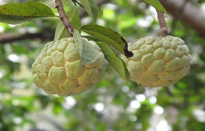 Quả na có chứa nhiều đặc tính giúp ngăn ngừa bệnh tiểu đường, đặc biệt là duy trì mức độ đường huyết ổn định và tăng cường hấp thu glucose ở cơ bắp. 