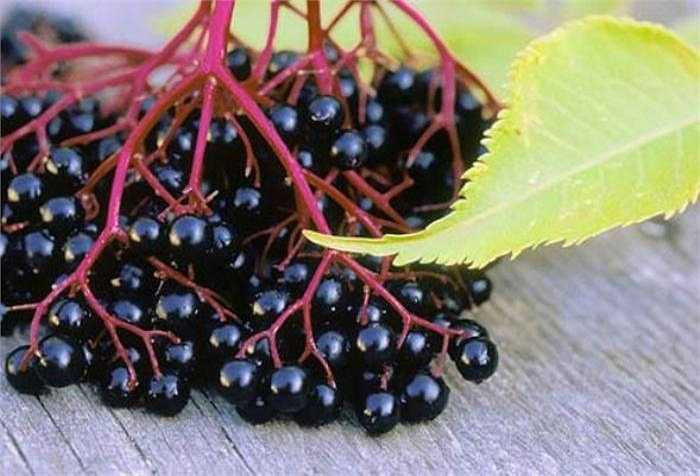 11. Quả cây cơm cháy: Nếu ăn quả của cây cơm cháy trước khi chúng chín thì có thể bạn sẽ bị ngộ độc. Bạn cũng không nên để trẻ nhỏ nghịch ăn lá hay cuộng của cây.