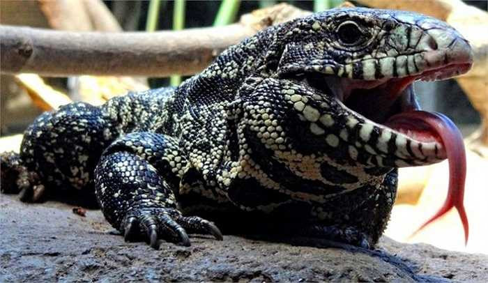 Mặc dù là loài hung dữ, nhưng vẻ đẹp dị hợm, sự hung tợn của chúng lại càng hấp dẫn dân chơi.