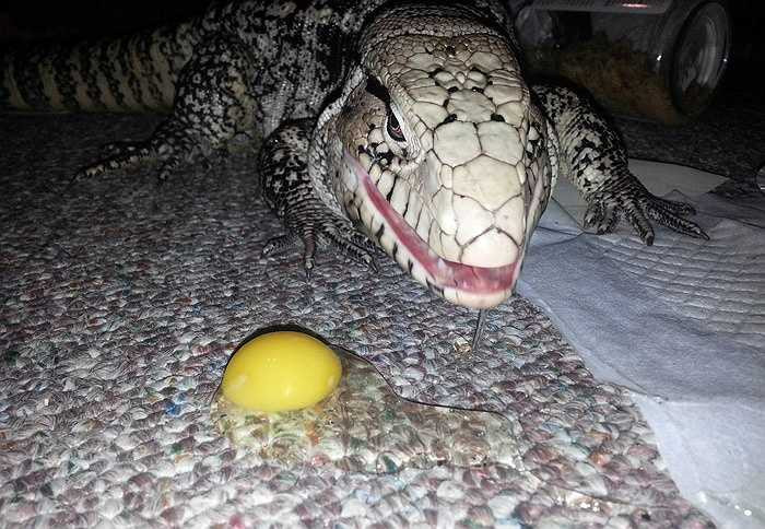 Các nhà khoa học cho rằng, loài Tegu là sinh vật đến từ tiền sử, cùng thời với khủng long. Như vậy, chúng đã có mặt trên trái đất này cả trăm triệu năm