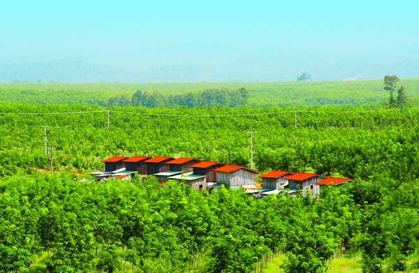 Cao su lộ diện, bầu Đức có thành người giàu nhất Việt Nam?