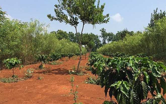 Cây cà phê 'chung sống hòa bình' trên cùng một khu đất với mắc ca, nhờ trồng xen canh. Đây cũng là phương pháp trồng chủ yếu hiện nay đối với cây này tại Tây Nguyên, nhờ cây có khả năng chịu hạn tốt, dễ sống, không cần chăm bón nhiều, đồng thời có thể 'che chở' cho cà phê, vì cà phê cần bóng mát.