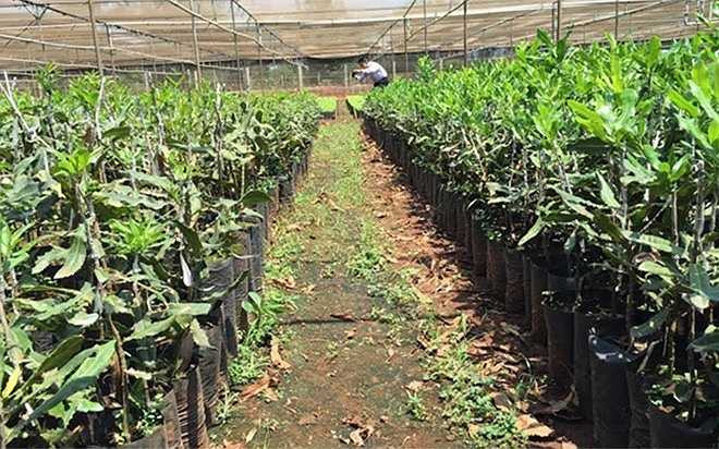 Tại một điểm ươm giống mắc ca chuẩn, gần thành phố Buôn Ma Thuột (Đắk Lắk). Hiện Bộ Nông nghiệp và Phát triển nông thôn đã công nhận khoảng 10 loại giống, nhưng vẫn tiếp tục hợp tác nghiên cứu để mở rộng số giống đạt chất lượng. Chọn đúng giống tốt được xem là yếu tố quan trọng hàng đầu để trồng mắc ca thành công.