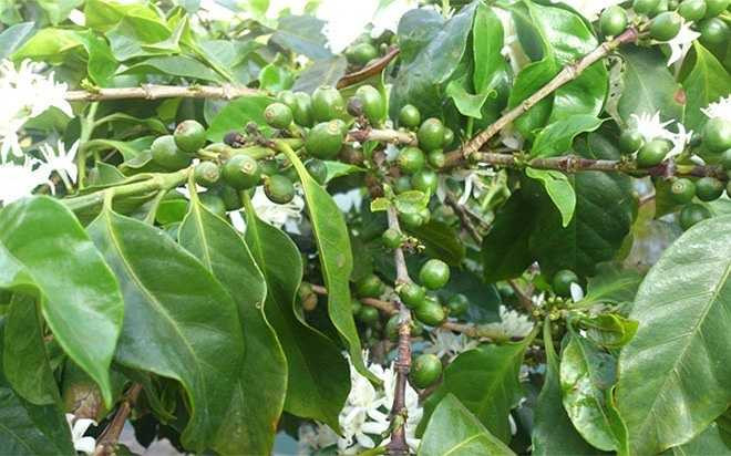 Mắc ca mọc cao, phủ tán, rễ ăn khá sâu, nên còn tác dụng giữ ẩm và chống xói mòn cho đất. Theo nghĩa này, ngoài việc mang lại giá trị kinh tế từ hạt, đây cũng có thể xem là cây lâm nghiệp nhằm phủ xanh đất trống đồi trọc.