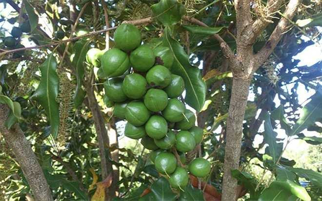 Mắc ca ra hoa và thành trái đủ lớn để thu hoạch trong vòng 6 tháng.