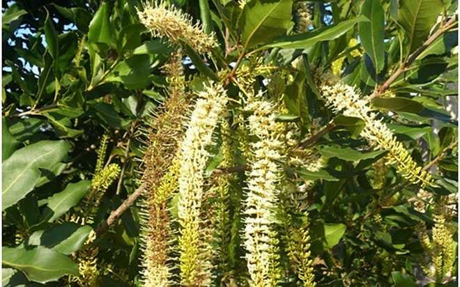 Ong bướm tỏ ra rất thích hoa mắc ca. Nhiều trang trại đã nuôi thêm ong, vừa có loại mật, vừa giúp hoa dễ thụ phấn.