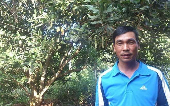 'Từ đầu vụ, thương lái đã đặt tiền mua. Hái được bao nhiêu, bán hết bấy nhiêu', anh Đinh Kim Thu (thôn Lộc Xuân, xã Phú Lộc huyện Krông Năng, Đắk Lắk) nói. Năm vừa rồi, vườn mắc ca 10 tuổi với khoảng 100 cây trên diện tích 1 ha của gia đình anh mang về doanh thu 300 triệu đồng với 1,8 tấn quả.