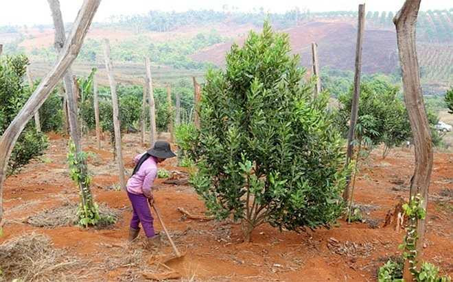 Mắc ca dễ sống, nhưng lại kén khí hậu và thổ nhưỡng. Đây là nguyên nhân chính khiến tổng diện tích trồng loại cây này trên thế giới sau nhiều năm cũng mới chỉ đạt khoảng 80.000 ha, khiến nguồn cung luôn thấp hơn cầu. Sau hơn một thập kỷ thí điểm, đất Tây Nguyên đã tỏ ra phù hợp, với sản lượng thu hoạch khá cao.