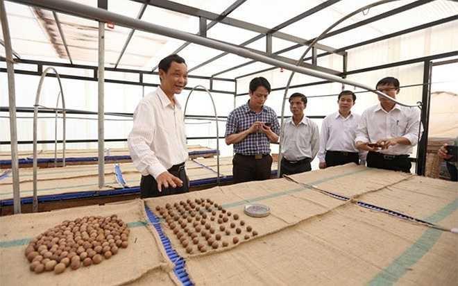 Tỷ lệ nhân trên hạt của mắc ca khoảng 1/3, tức cứ 3 kg hạt thì cho 1 kg nhân. Việc chế biến có thể làm tăng giá trị hạt thô lên từ 3-5 lần.