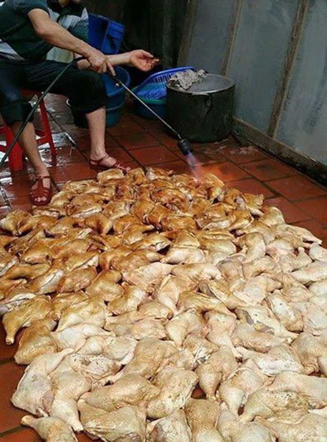 Sự thật bức ảnh chế biến gà bằng đèn khò siêu bẩn