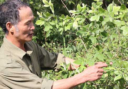 Trường Sinh Thang