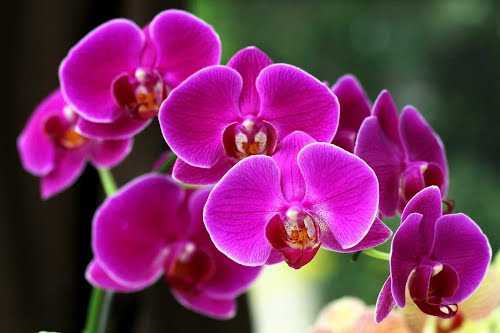 8 loại cây nên trồng để luôn khỏe mạnh