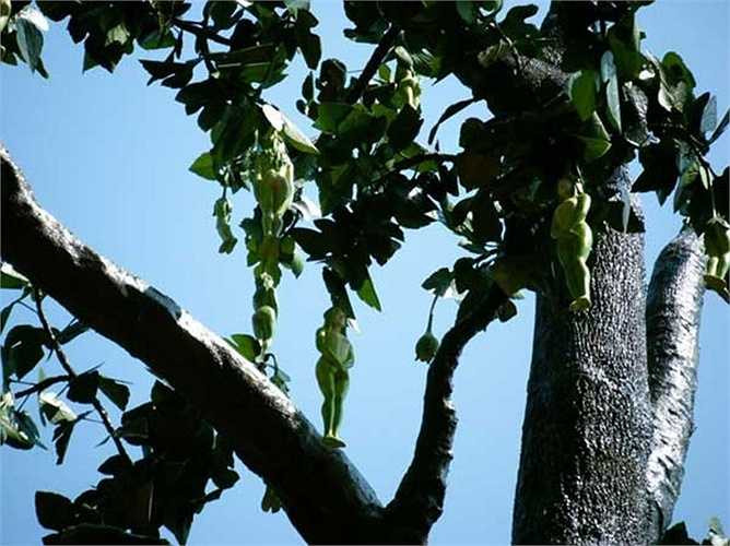 Loại cây 'Nareepol Tree' ở Thái Lan đặc biệt có quả hình dáng phụ nữ khỏa thân