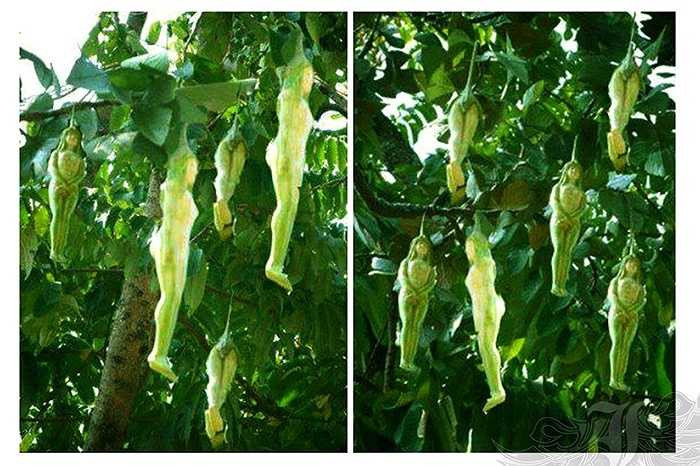 Có thông tin nói, giống cây này chỉ mọc ở vùng Petchaboon - cách Bangkok (Thái Lan) hàng trăm km