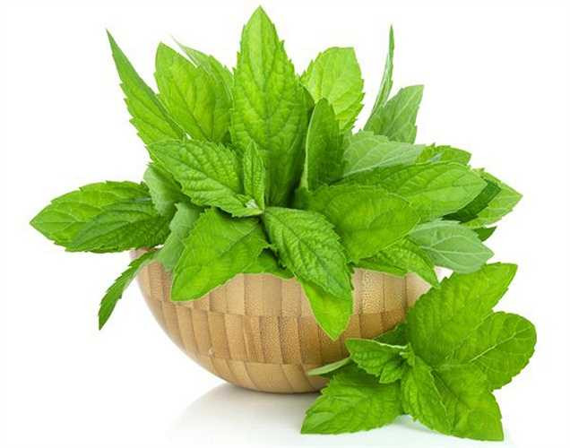 Thoát khỏi chấy giận: Nếu con của bạn bị có chấy trên tóc, điều cần làm là thoa dầu bạc hà lên tóc ba hoặc bốn lần một tuần. 