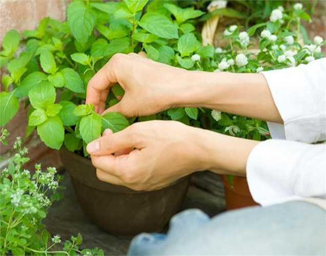 Loại bỏ đốm, tàn nhang do độ tuổi: Trộn nước ép bạc hà và nước ép dưa chuột và bôi chúng lên da của bạn để loại bỏ các đốm đồi mồi, chữa trị nám.