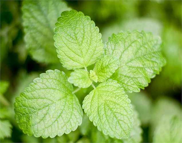 Làm mềm chân của bạn: Nếu bạn bị nứt gót chân, nên dùng hỗn hợp nước ép bạc hà và dầu ô liu bôi vào chân sau đó đi tất chân và để qua đêm. 