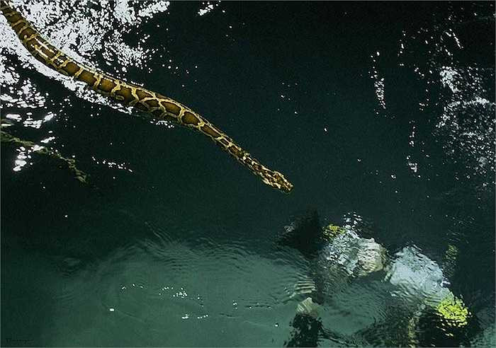 Với bạn diễn là một con trăn lớn - nhân vật này chính là hình ảnh ẩn dụ cho sự cuồng nộ của Thủy Tinh lúc đánh mất người mình yêu. 