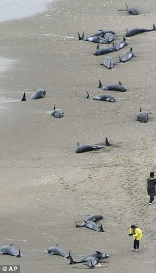 cá heo nhật bản