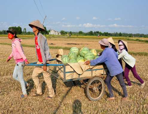 Xót xa dưa hấu rẻ bèo, đổ đầy ruộng cho trâu ăn