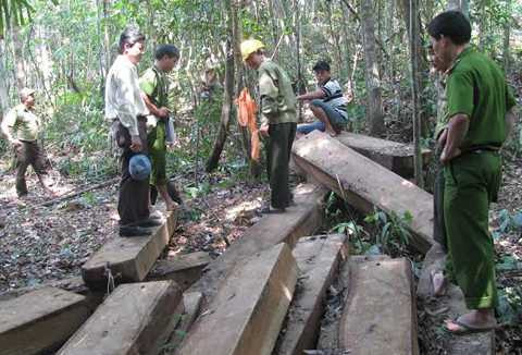 Bà Nà, Núi CHúa, phá rừng, khởi tố, bắt giam, cán bộ, bảo vệ rừng