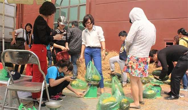 Toàn bộ số lượng dưa hấu sẽ được bán ra với giá 7.000 đồng/kg. 