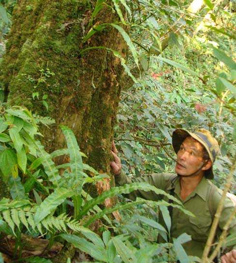 Trường Sinh Thang