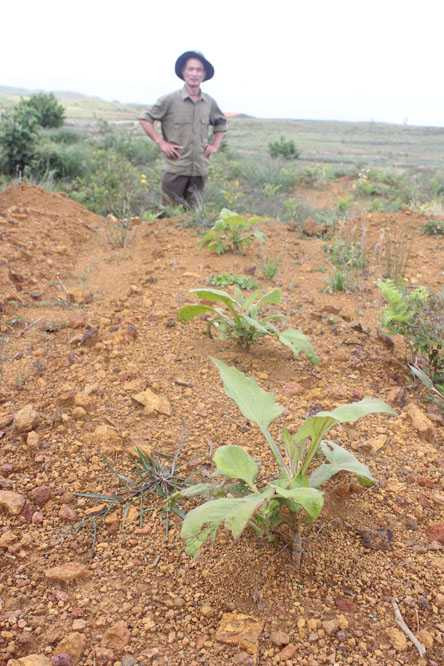 Trường Sinh Thang