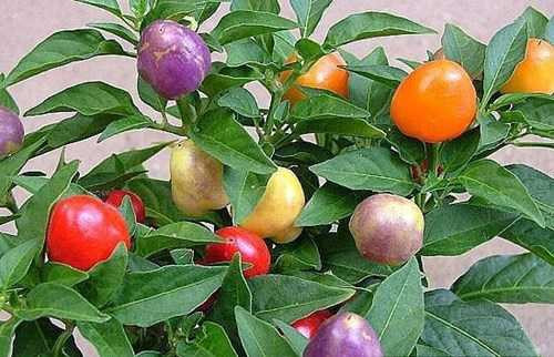 Những loại hạt giống độc đẹp lạ 'làm mưa làm gió' trên thị trường