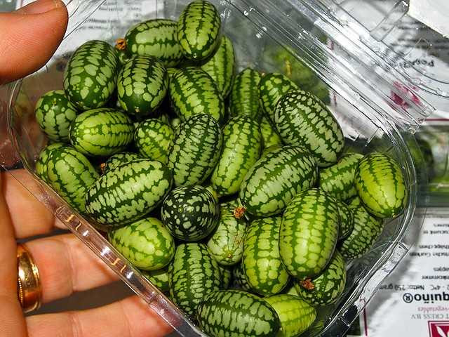 Những loại hạt giống độc đẹp lạ 'làm mưa làm gió' trên thị trường