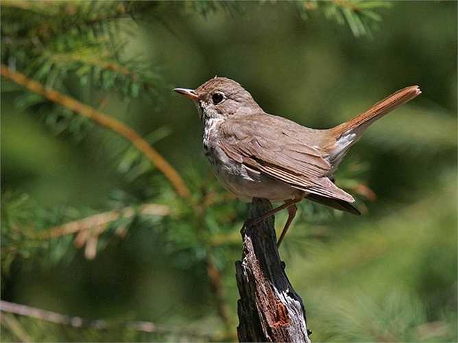 Điều đặc biệt của bữa tiệc xa hoa này là vua Mohammad Reza Pahlavi đã phủ xanh diện tích đất sa mạc - nơi diễn ra bữa tiệc - bằng các loại cây cối mang đến từ Pháp. Ngoài ra, để tạo không khi tự nhiên cho đại tiệc, vua Iran còn mua tới 50.00 con chim từ châu Âu để thả tại địa điểm tổ chức tiệc. 