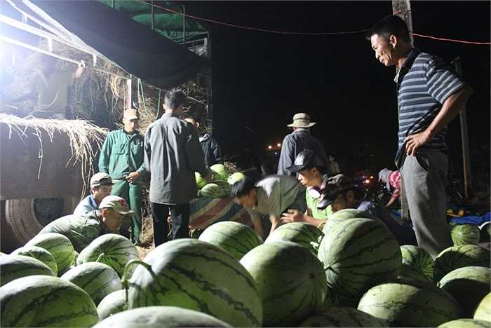 Công tác chuyển dưa được tiến hành khẩn trương.