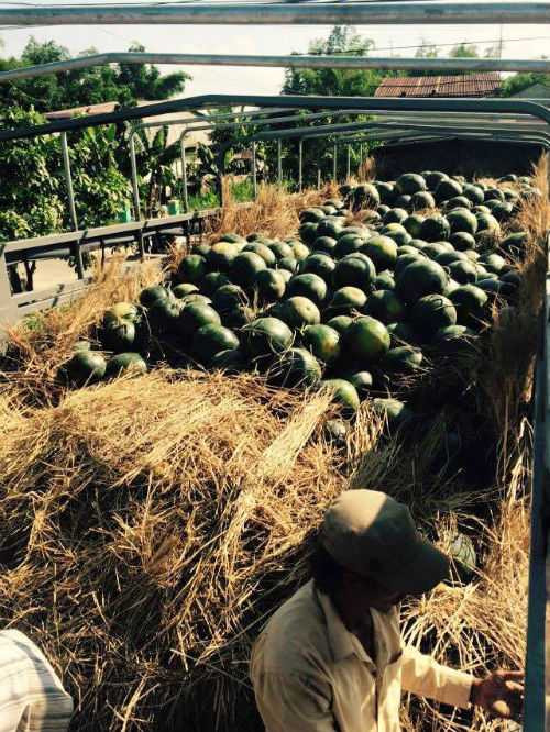 Quảng Nam, Quảng Ngãi 'làm ngơ' trước khó khăn của nông dân: Lãnh đạo tỉnh phản pháo