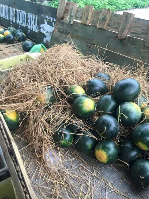 Quảng Nam, Quảng Ngãi 'làm ngơ' trước khó khăn của nông dân: Lãnh đạo tỉnh phản pháo