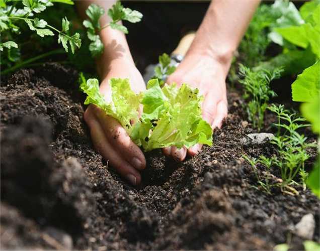 Làm phân cho cây trồng: Nếu bạn có cây trồng trong nhà, thêm vỏ cam vào đất, sẽ tạo các chất dinh dưỡng chăm bón cho cây tốt hơn.