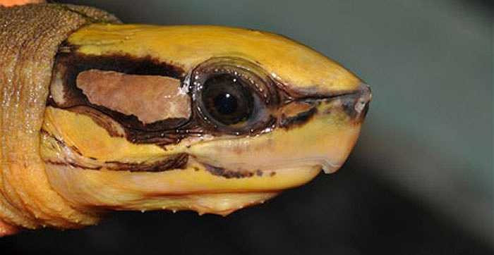 Loài rùa ấy được các nhà khoa học gọi là rùa hộp ba vạch, có danh pháp quốc tế là Cuora trifasciata. 