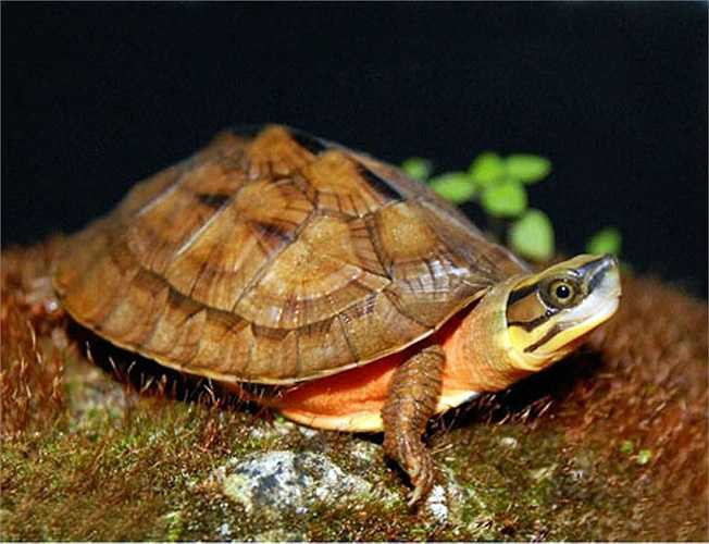 Nhưng những kẻ săn trộm và giới buôn lậu chỉ gọi chúng bằng một cái tên đơn giản và cũng không thể phù hợp hơn: rùa vàng.