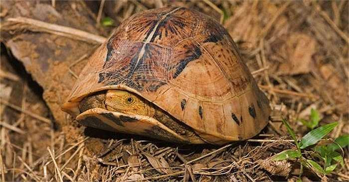 Tại Việt Nam, rùa hộp ba vạch phân bố ở một số tỉnh miền núi phía Bắc. Chúng vốn có nhiều ở dãy núi Trường Sơn, kéo dài vào tận Tây Nguyên.